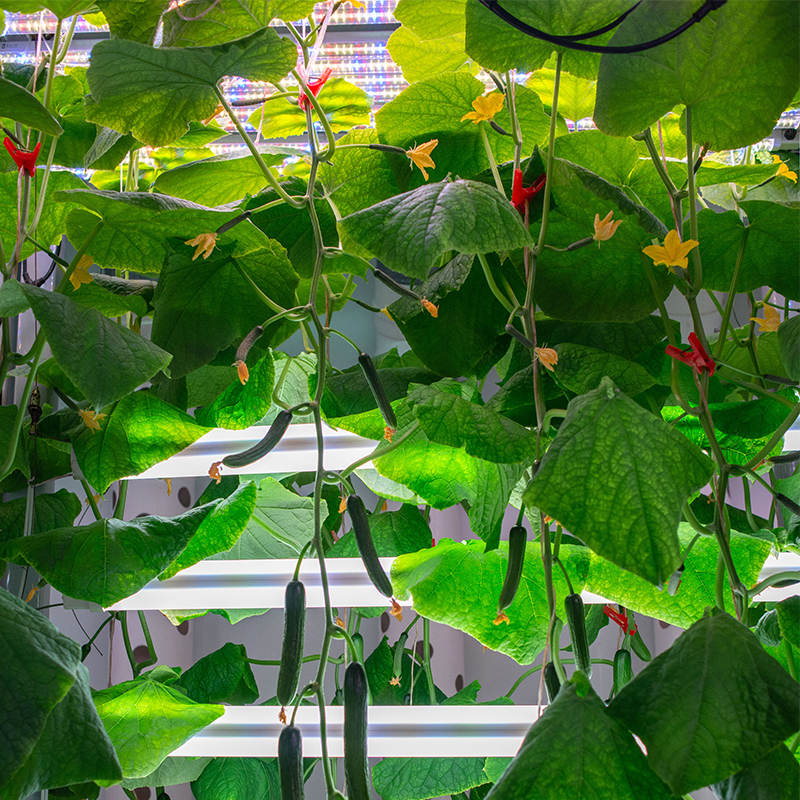 Cucumber Indoor Cultivation Vertical Hydroponic Module