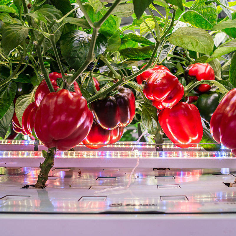Color Pepper Indoor Cultivation Vertical Hydroponic Module