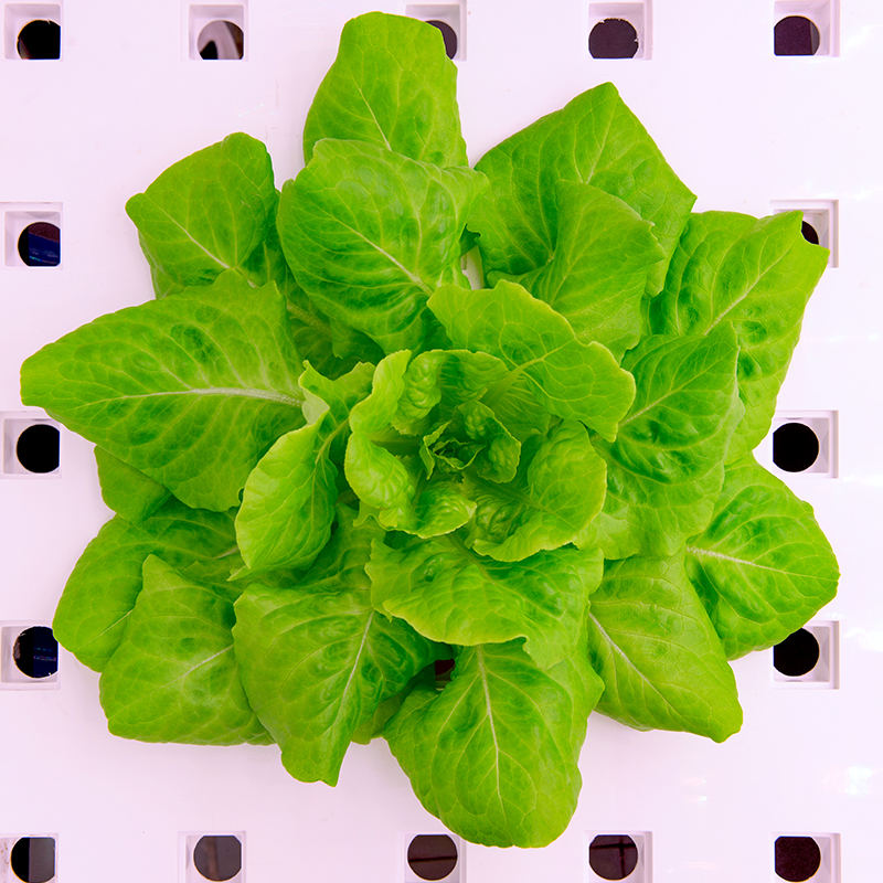 Baby Leafy Vegetable Cultivation Module Grow Rack