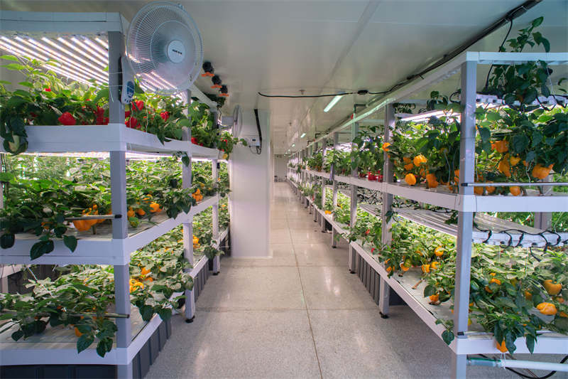 hydroponic grow rack