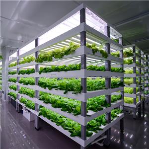 Baby Leafy Vegetable Cultivation Module Grow Rack