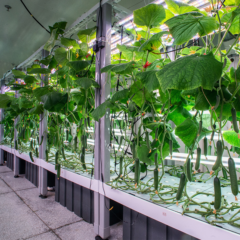 Cucumber Indoor Cultivation Vertical Hydroponic Module