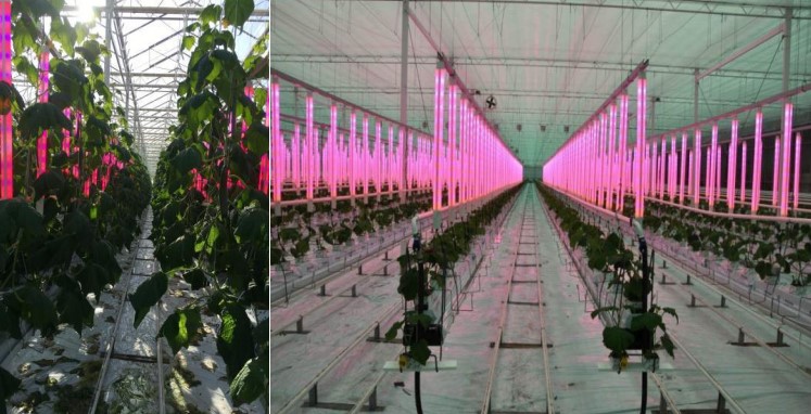 grow light in greenhouse