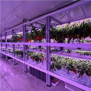Color Pepper Indoor Cultivation Vertical Hydroponic Module
