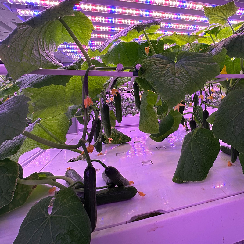 Cucumber Indoor Cultivation Vertical Hydroponic Module