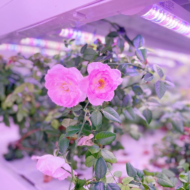 LED grow light