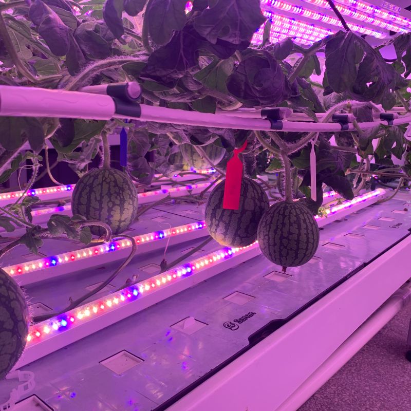 Embracing Innovation in Indoor Vertical Farming: Introducing New Varieties
