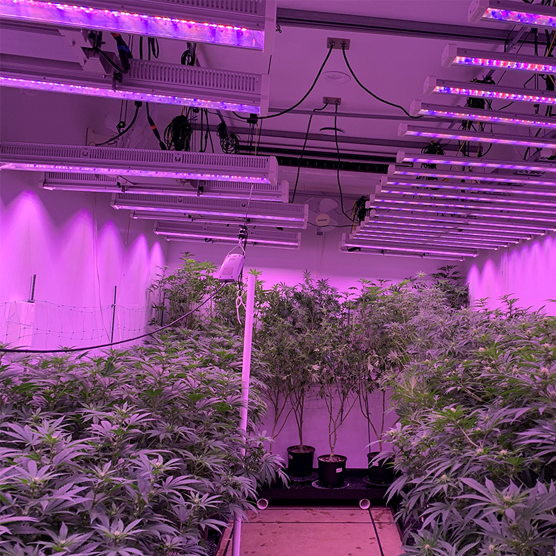 plants that grow with light