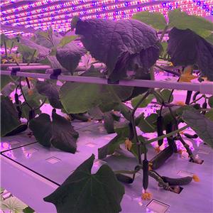 Cucumber Indoor Cultivation Vertical Hydroponic Module