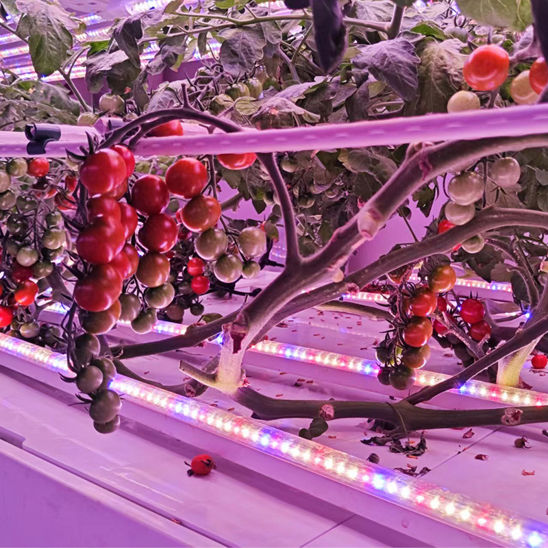 Tomato Indoor Cultivation Vertical Hydroponic Module