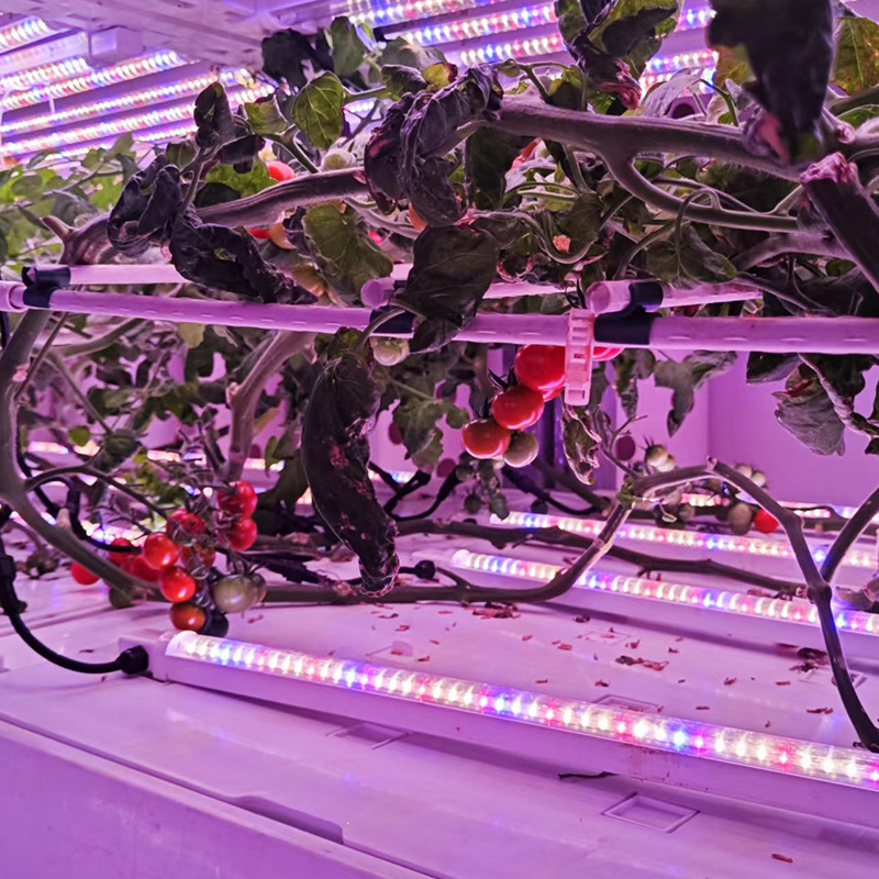 Tomato Indoor Cultivation Vertical Hydroponic Module