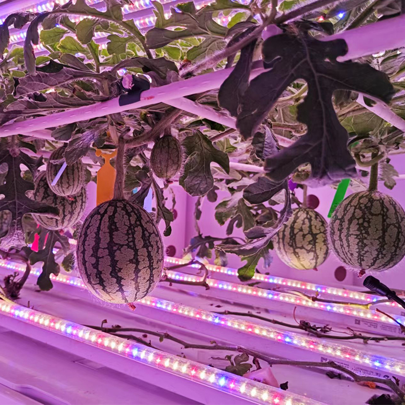 Watermelon Indoor Cultivation Vertical Hydroponic Module