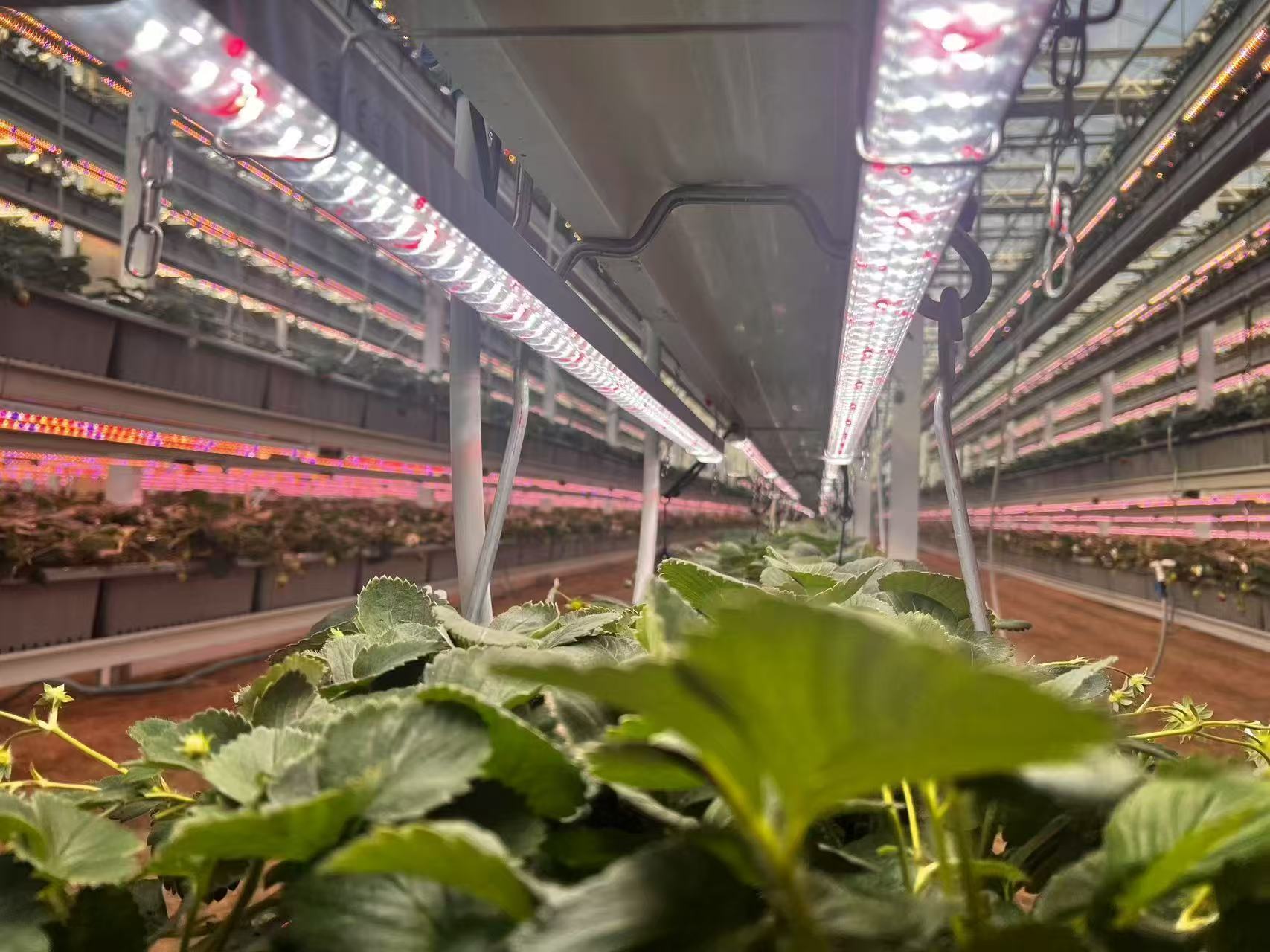LED grow light