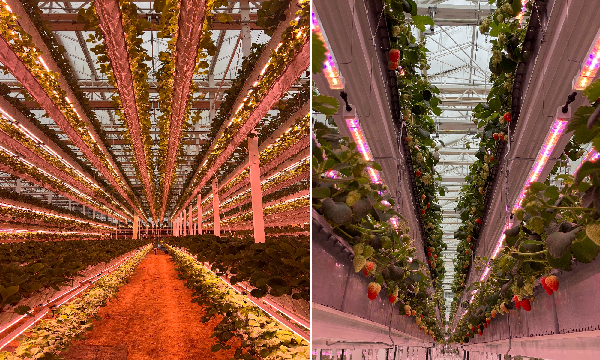 LED grow light LED grow light