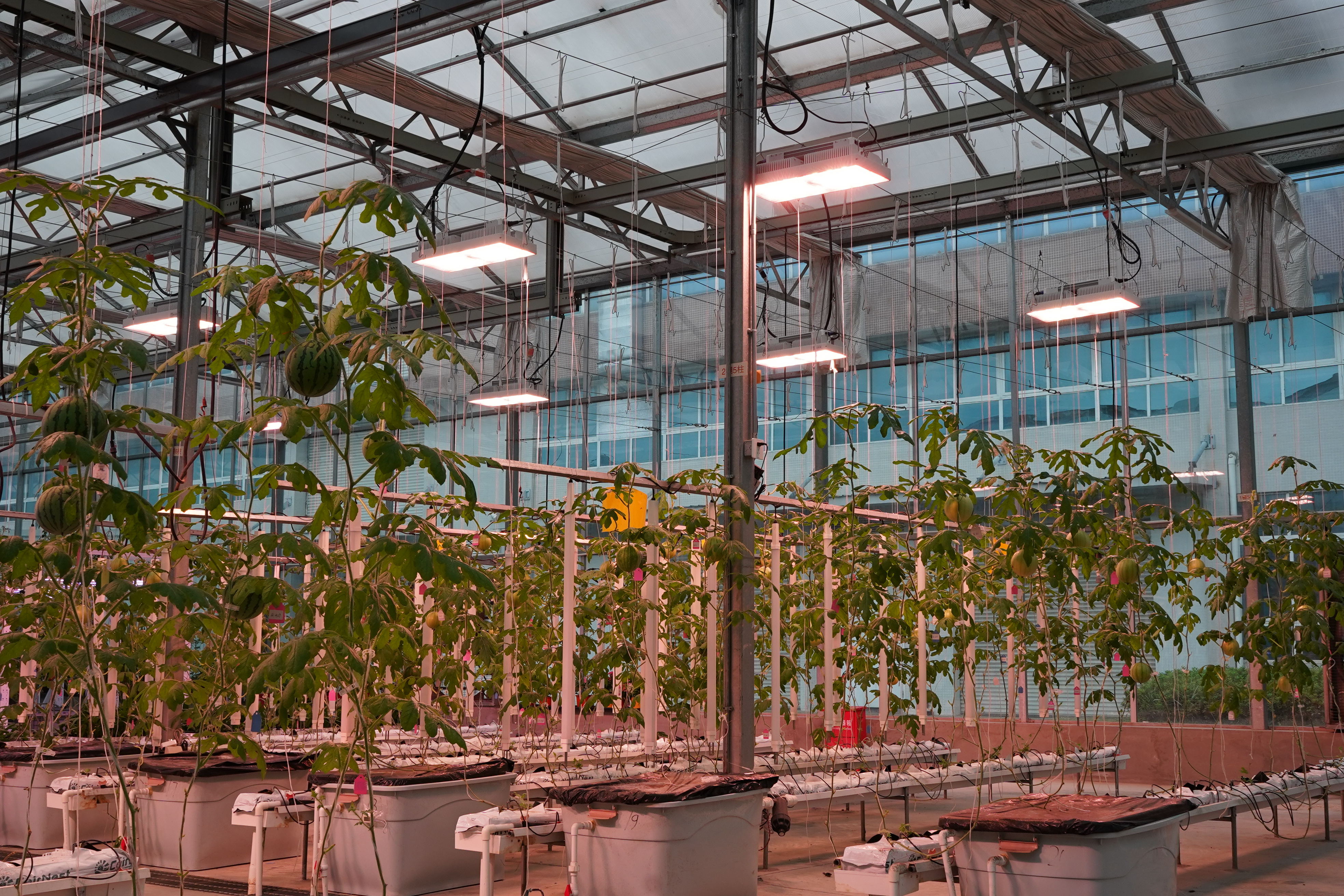 grow lights for indoor plants