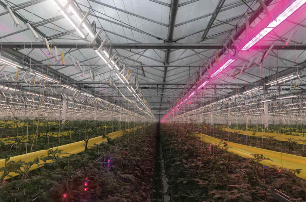 horticulture grow lights