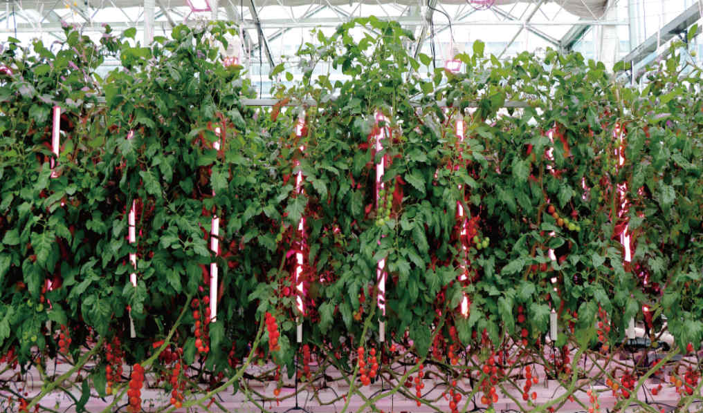 supplemental greenhouse lights