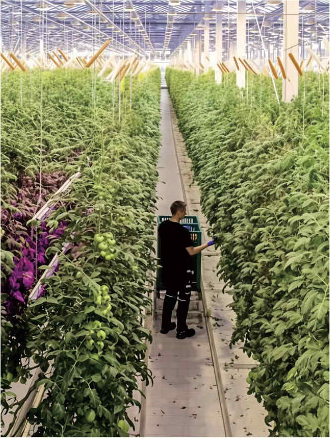 grow lights for indoor plants