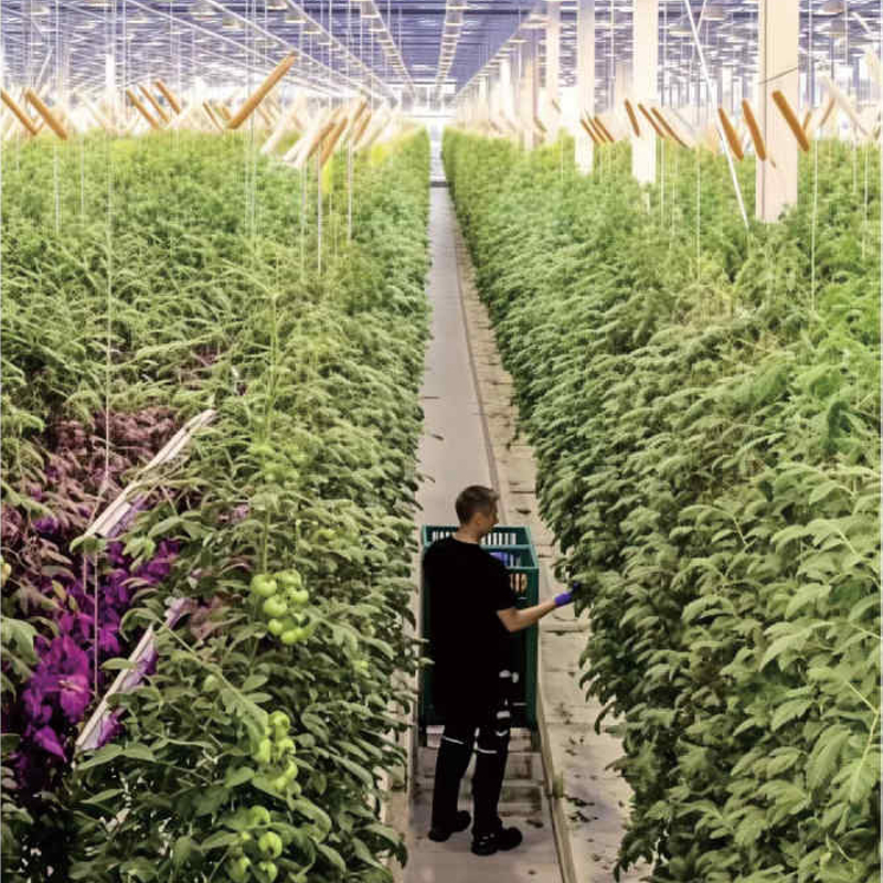 Robin 1.0 High-Efficiency LED Grow Light