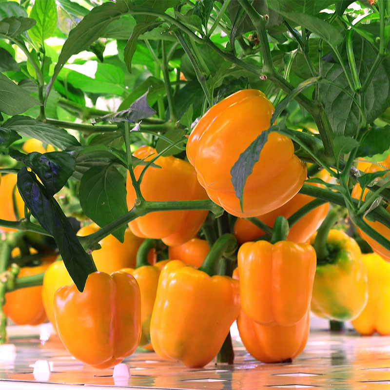 Indoor Vertical Hydroponic Vegetation Cultivation Module