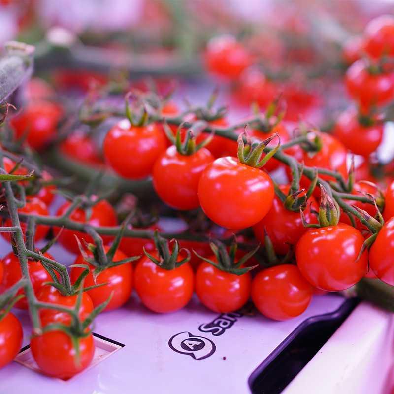 Indoor Vertical Hydroponic Vegetation Cultivation Module