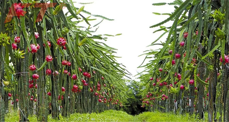 fruit tree