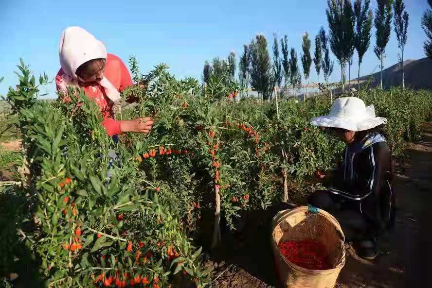 Goji berry prices are expected to be on a continuous upward trend in 2-3 years
