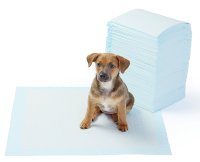 Dog incontinence pads for older dogs