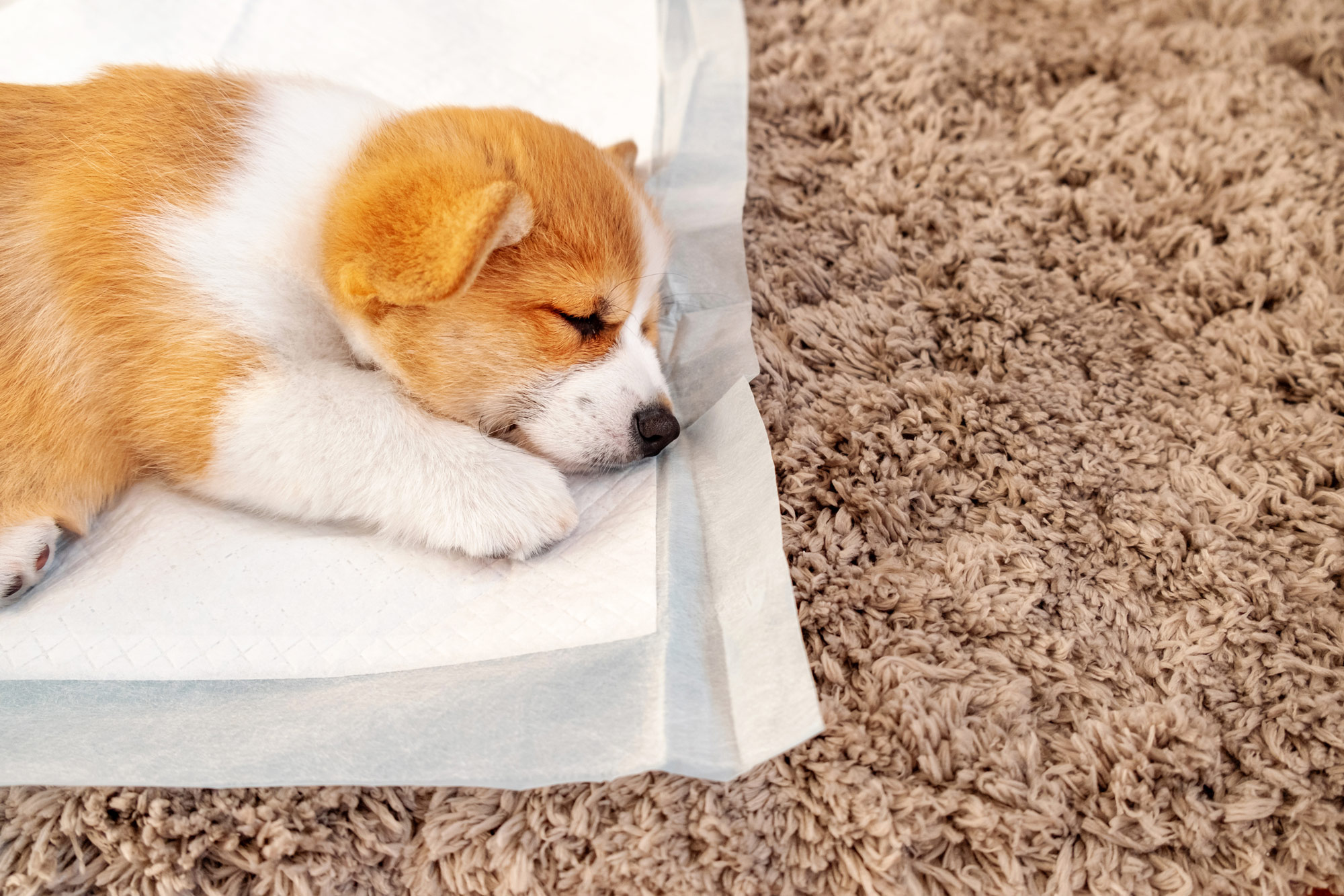 puppy toilet training