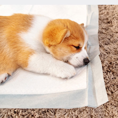 Come addestrare un cucciolo in bagno in 5 passaggi?
