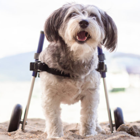Wie geht ein gelähmter Hund auf die Toilette?