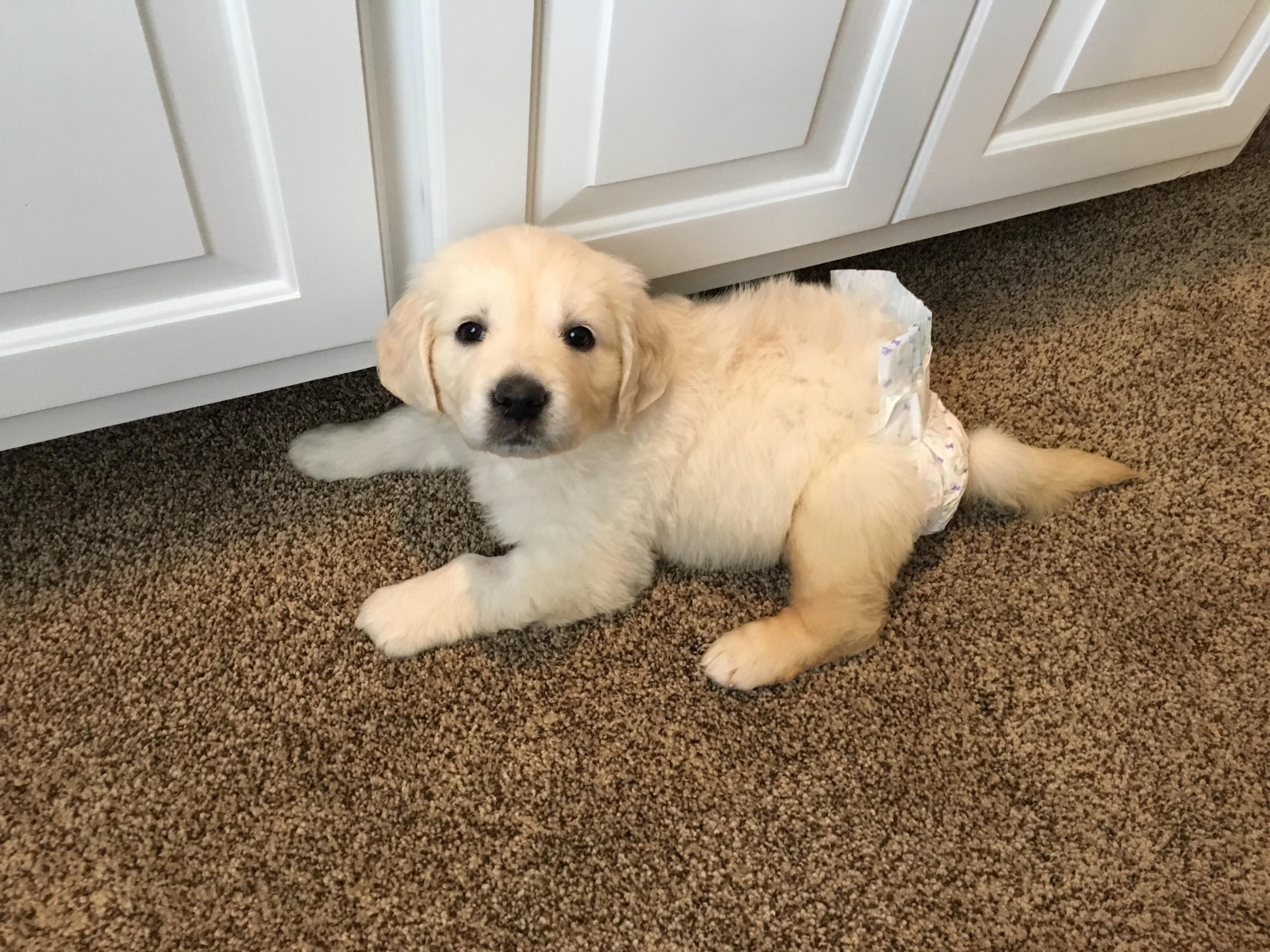 dog diapers