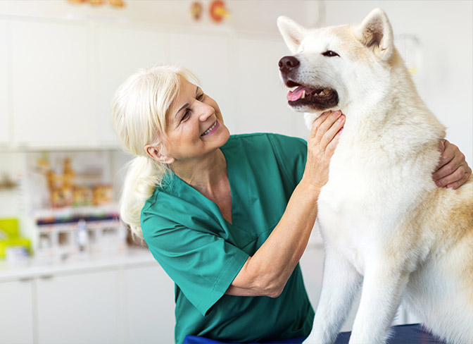 senior dog care