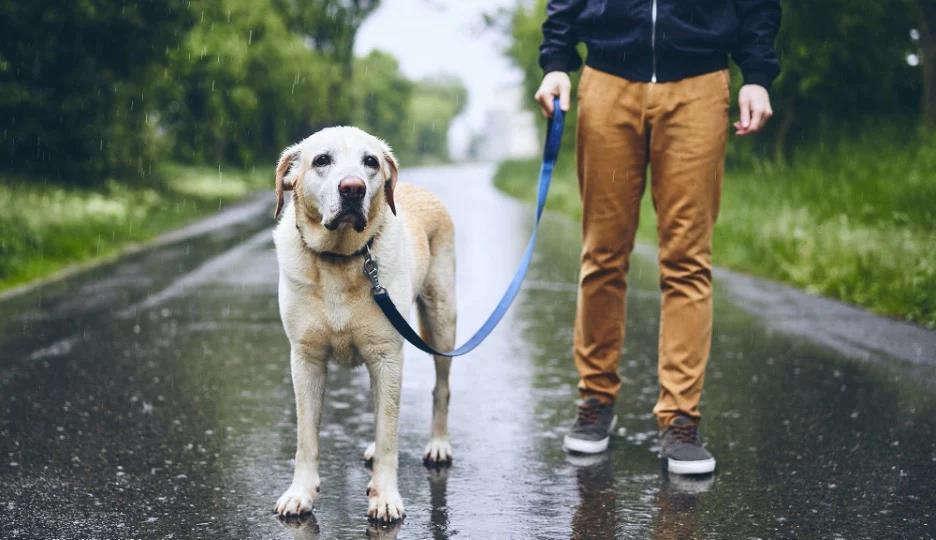 dog toilet training