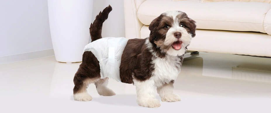 pet incontinence