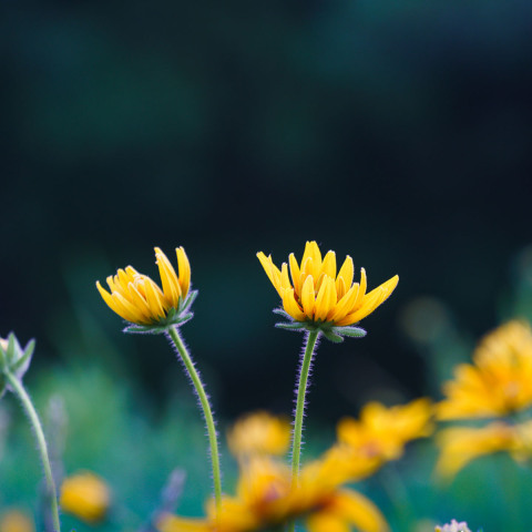 వినియోగదారుడు