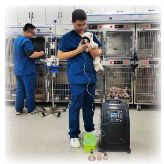 Generatore di ossigeno per uso veterinario all'ingrosso, generatore di ossigeno per la cura degli animali