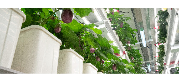 container farms for vegetable