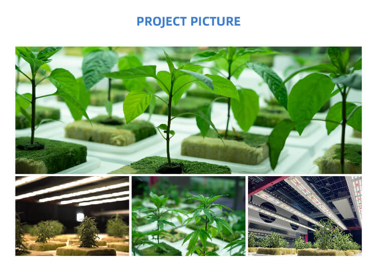 Supply Complete hydroponic setup for indoor farming Wholesale Factory