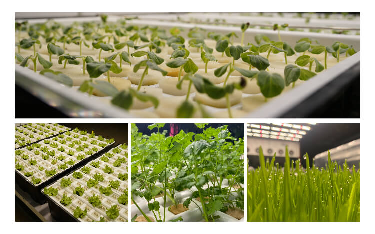 vertical hydroponic lettuce