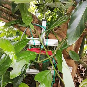 Application of Linear Displacement Sensor in Plant Growth Monitoring