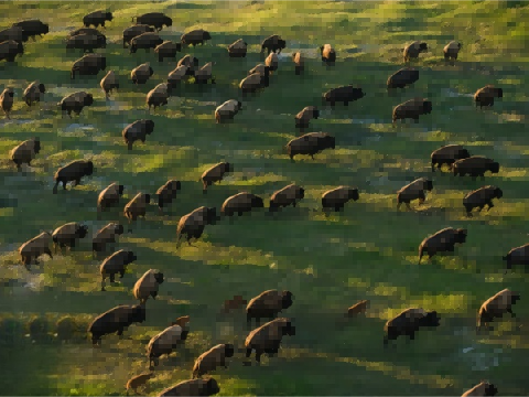 طائرات بدون طيار صغيرة تساعد في الحفاظ على الحياة البرية