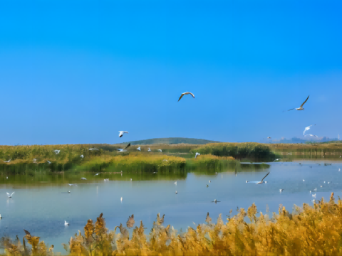 مراقبة هجرة الحيوانات باستخدام الطائرات بدون طيار