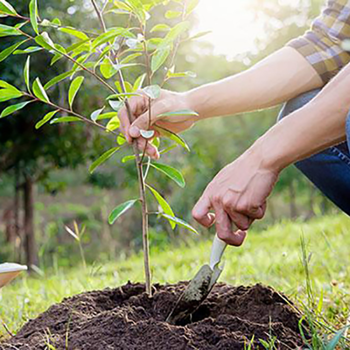Plant Storage Ideas for Small Spaces
