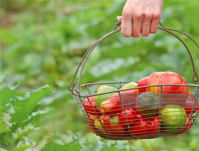 Wire Storage Fruit Basket