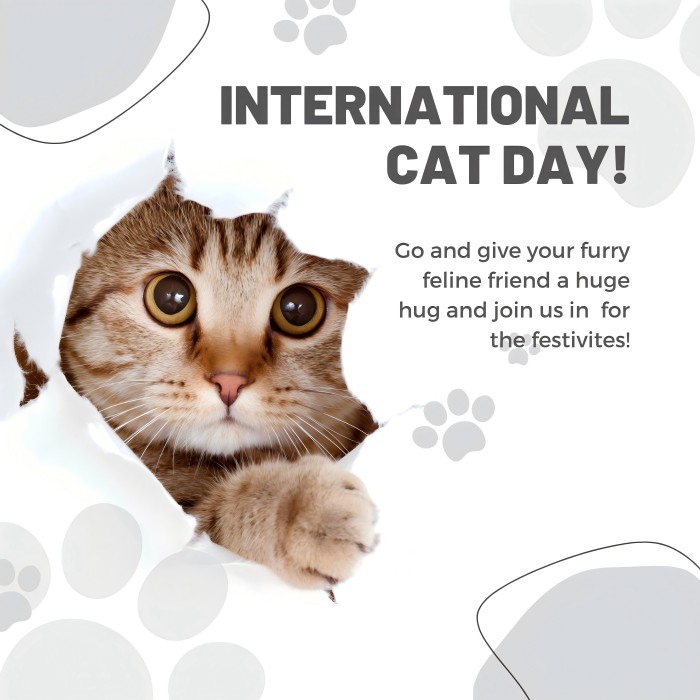 International Cat Day: Celebrating a Deep Bond with Meowers