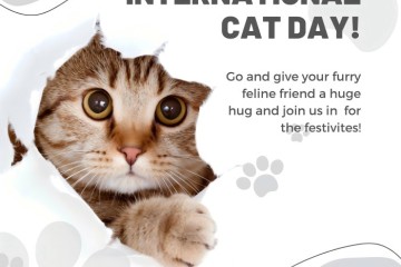 International Cat Day: Celebrating a Deep Bond with Meowers