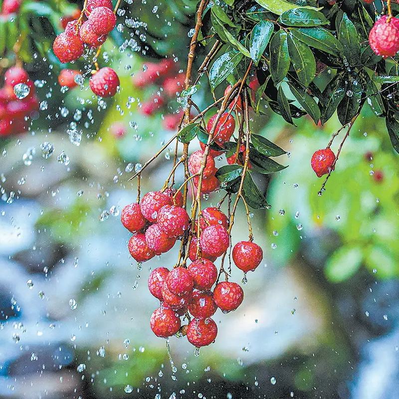 Brings Summer's Sweetest Harvest to Global Tables with Premium Fruit Baskets