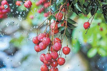 Bringt mit Premium-Obstk?rben die sü?este Ernte des Sommers auf die Tische der Welt