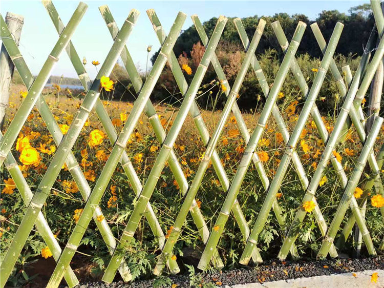 bamboo fences